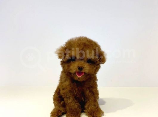 Safkan Red Brown Toy Poodle Yavrularimiz