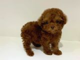 Çocuklarla uyumlu Red Brown Toy Poodle yavrularimiz