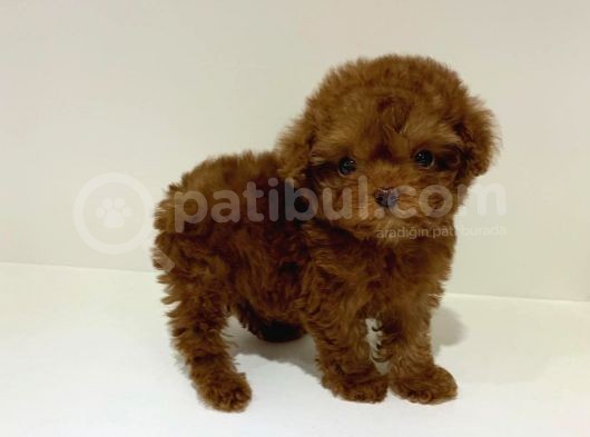 Çocuklarla Uyumlu Red Brown Toy Poodle Yavrularimiz
