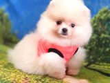 Pomeranian Boo Teddy Bear Dişi Yavrumuz