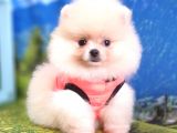 Pomeranian Boo Teddy Bear Dişi Yavrumuz