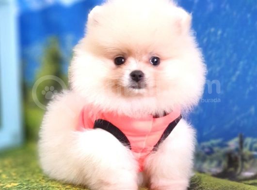 Pomeranian Boo Teddy Bear Dişi Yavrumuz görsel