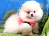 Pomeranian Boo Teddy Bear Dişi Yavrumuz