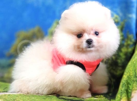 Pomeranian Boo Teddy Bear Dişi Yavrumuz görsel
