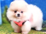 Pomeranian Boo Teddy Bear Dişi Yavrumuz