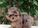 Pomerani̇an Boo Teddy Face Mi̇ni̇ Erkek Yavrumuz