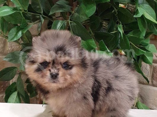 Pomerani̇an Boo Teddy Face Mi̇ni̇ Erkek Yavrumuz