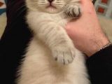Britsih Shorthair Yavrular