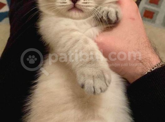 Britsih Shorthair Yavrular