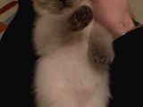 Britsih Shorthair Yavrular