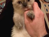 Britsih Shorthair Yavrular