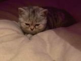 Britsih Shorthair Yavrular