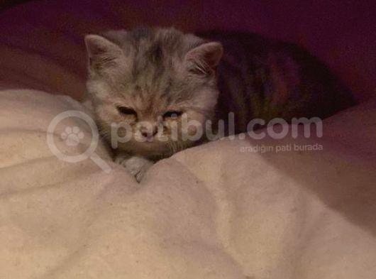 Britsih Shorthair Yavrular görsel