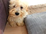 Sahibinden 3 Aylık Dişi Maltipoo