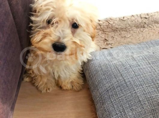 Sahibinden 3 Aylık Dişi Maltipoo