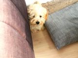 Sahibinden 3 Aylık Dişi Maltipoo