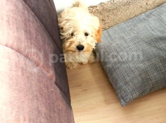 Sahibinden 3 Aylık Dişi Maltipoo görsel