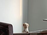 Sahibinden 3 Aylık Dişi Maltipoo