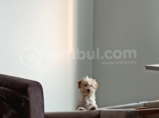 Sahibinden 3 Aylık Dişi Maltipoo görsel