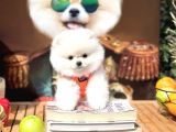 Yavru Patiler Farkı ile