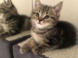 Golden Tabby Scotti̇sh Strai̇ght Erkek 4 Aylik Yavru Kedi̇m