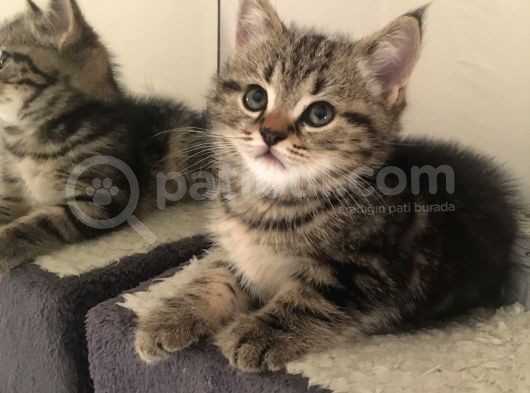 Golden Tabby Scotti̇sh Strai̇ght Erkek 4 Aylik Yavru Kedi̇m