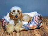 Golden Doodle
