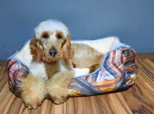 Golden Doodle görsel