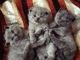 Scottish Fold (Ayıcık Kulaklı) Yavrular