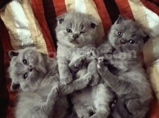 Scottish Fold (Ayıcık Kulaklı) Yavrular görsel