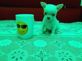 Teacup Chihuahua