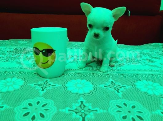 Teacup Chihuahua