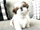 Cüce Shih Tzu