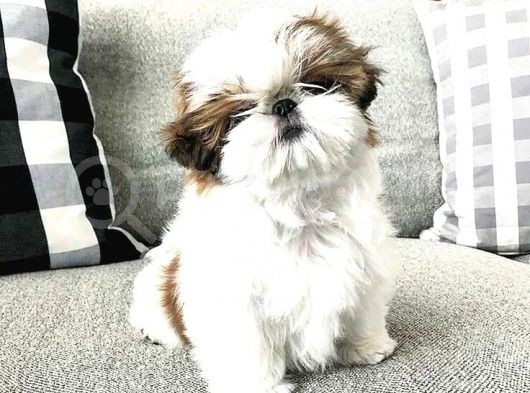 Cüce Shih Tzu görsel