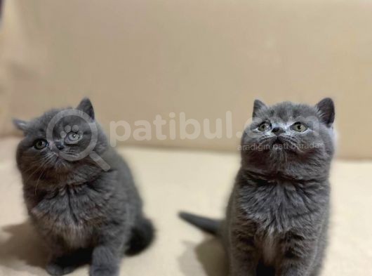 2 Aylık 2 Dişi 2 Erkek British Shortheır Tatlı Yavrularımız Yeni Ailesini Arıyor görsel