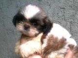 Cüce Shih Tzu