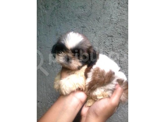 Cüce Shih Tzu