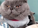 Scottish Fold (Ayıcık Kulaklı) Yavrular