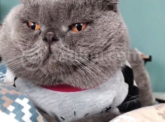 Scottish Fold (Ayıcık Kulaklı) Yavrular görsel