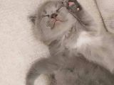 Scottish Fold (Ayıcık Kulaklı) Yavrular
