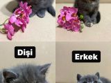2 Aylık 2 Dişi 2 Erkek British Shortheır Tatlı Yavrularımız Yeni Ailesini Arıyor