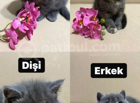 2 Aylık 2 Dişi 2 Erkek British Shortheır Tatlı Yavrularımız Yeni Ailesini Arıyor