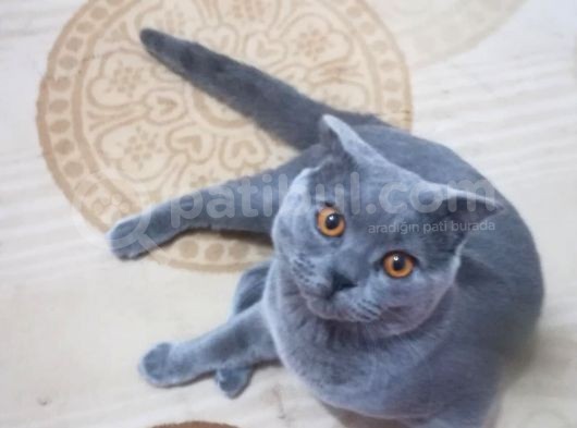 Oğlumuza Yuva görsel