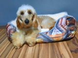 Golden Doodle