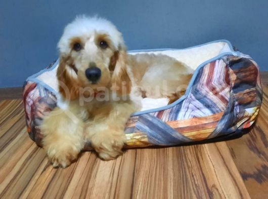 Golden Doodle görsel