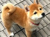Dost Canlısı Safkan Shiba Inu Yavrular