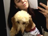 Golden Doodle