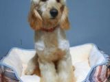 Golden Doodle