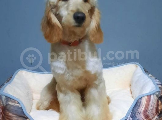 Golden Doodle