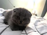 Scottish Fold (Ayıcık Kulaklı) Yavrular
